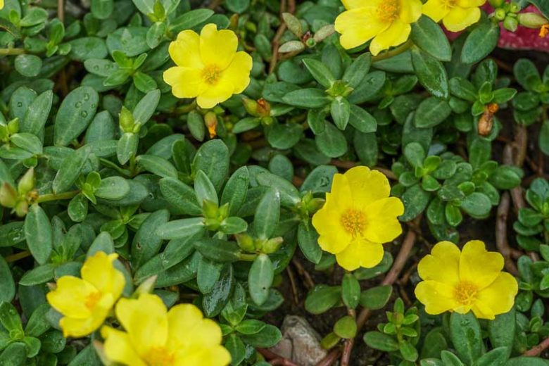 Portulaca Oleracea Extract
